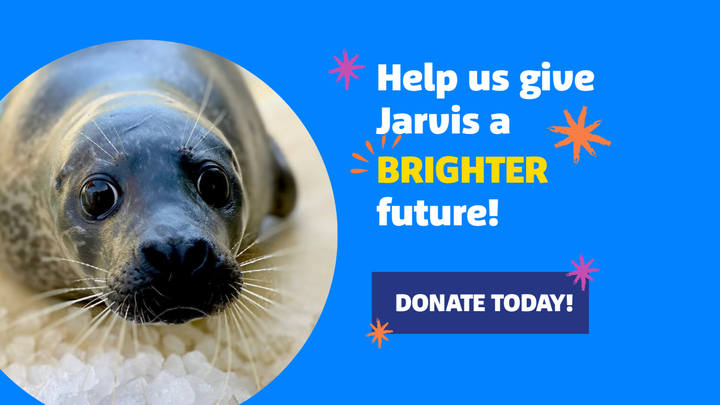 Help us give Jarvis a BRIGHTER future! campaign photo, 1 of 8