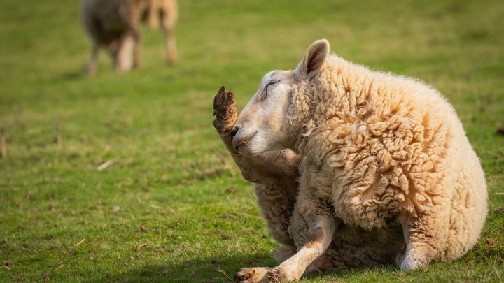 Vegans Take On LEJOG to help 8 animal sanctuaries campaign photo, 1 of 2