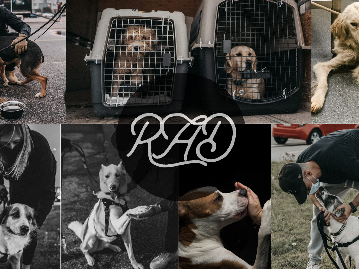 Fundraiser by RESCUE ALL DOGS : Help Rescue All Dogs (RAD) stay open