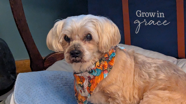 Support Maggie’s Urgent Surgery campaign photo, 1 of 8