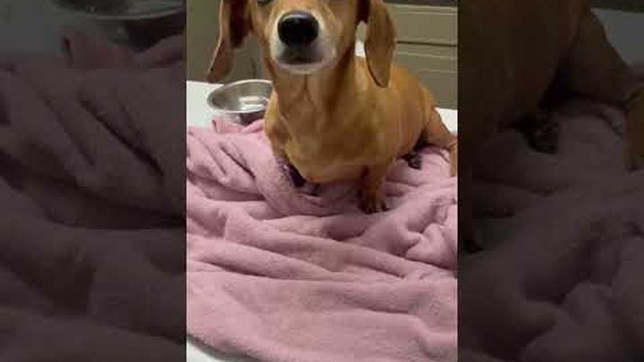 Help Rascal Walk Again: Urgent Surgery Needed video thumbnail, 1 of 3