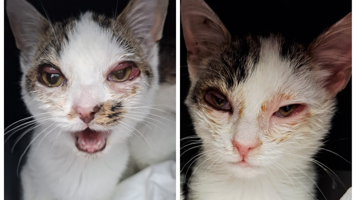 Katzenkinder brauchen dringend medizinische Hilfe campaign photo, 1 of 3