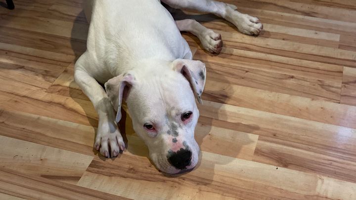 Support Casper’s Surgery and Recovery campaign photo, 1 of 3