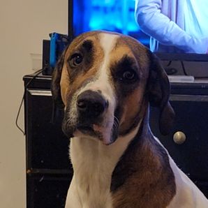 Suzanne williams-botkin