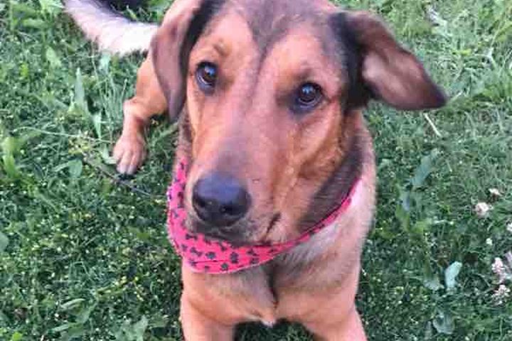 Fundraiser By Melissa Boucher Dalie 1 Epilepsy 0