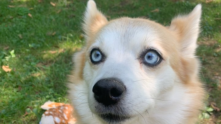 Support Rosie’s Emergency Vet Care campaign photo, 1 of 6
