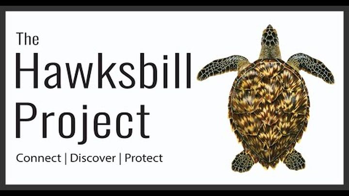 Help The Hawksbill Project study Japanese Sea Turtles! video thumbnail, 1 of 3