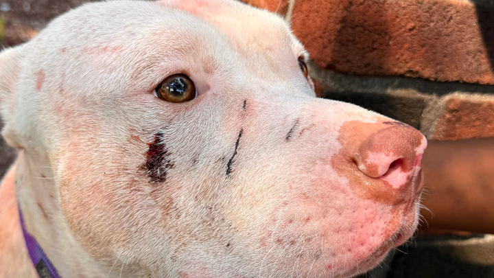 Support a Bait Dog's Journey to Recovery campaign photo, 1 of 7