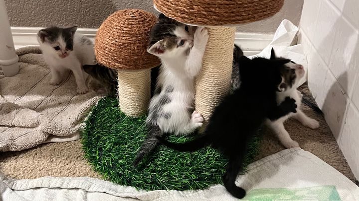 Care for 10 Kittens in SoCal campaign photo, 1 of 8