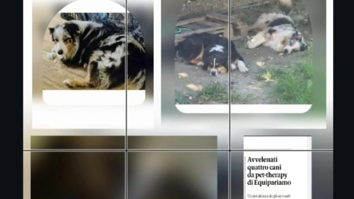 AIUTACI AD ACQUISTARE I CANI DI PET THERAPY , AVVELENATI campaign photo, 1 of 6