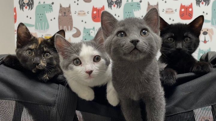Help Michelle’s Cats Fight FPV campaign photo, 1 of 8