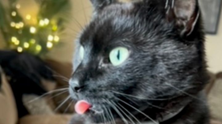 Help Save My Cat’s Life campaign photo, 1 of 8