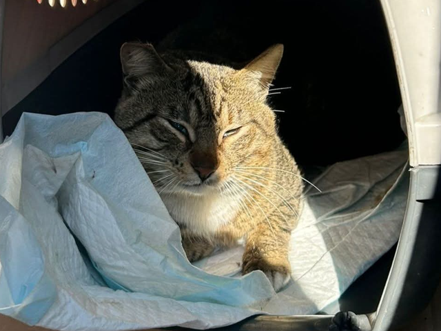 Fundraiser by Giada De Milito : Cure urgenti gatto investito