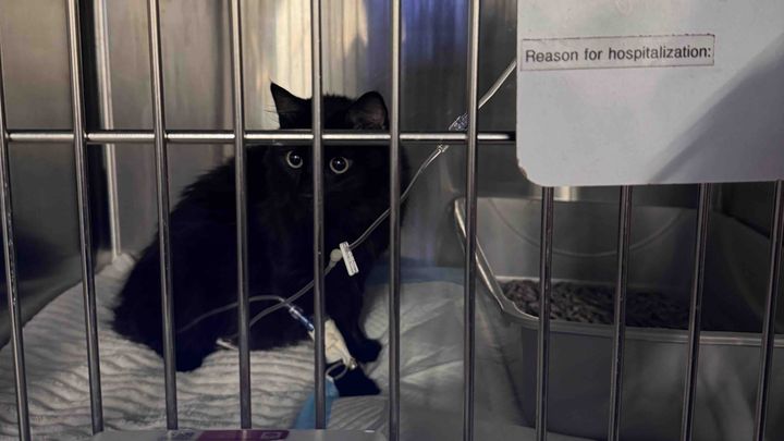 Help Us Cover Pistachio's Emergency Medical Bills campaign photo, 1 of 7