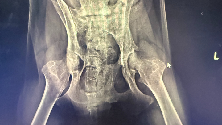 Donate to Banzai's Critical Medical Care campaign photo, 1 of 8