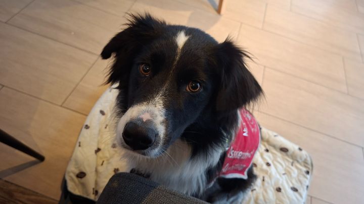 Casey möchte ein Assistenzhund werden campaign photo, 1 of 3