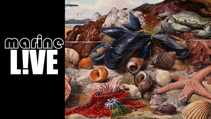 marineLIVE - free marine biology webinars for all campaign photo, 1 of 3