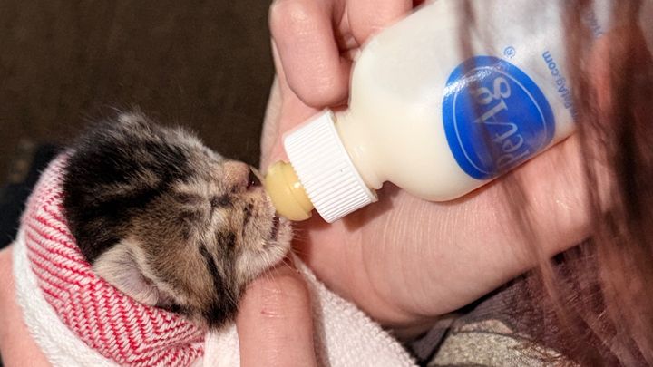 Help Save a Rescued Newborn Kitten campaign photo, 1 of 6