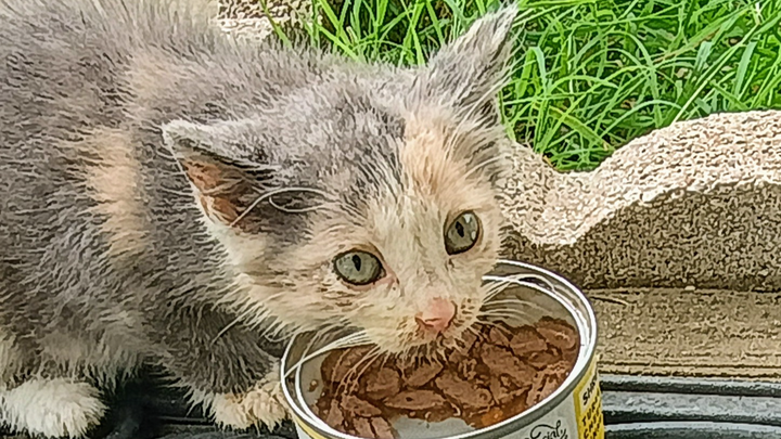 Kitten Nuggets: Support Our Mission to Save Stray Cats campaign photo, 1 of 4