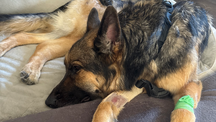 Please Help Micky Recover From Hip Surgery Complications campaign photo, 1 of 7