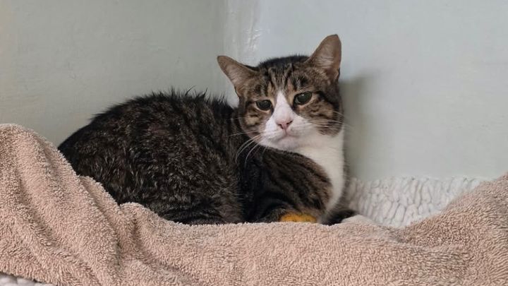 Help Save Gizmo (Gizzles) ❤️ After a Hit-and-Run