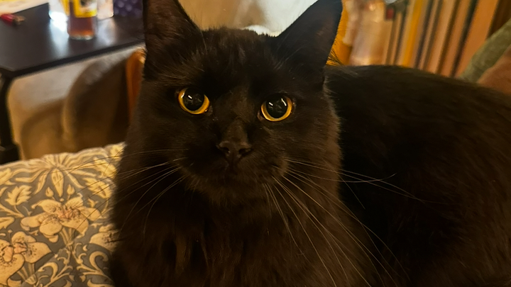 Help Lazzlo Overcome Life-Threatening Blockage campaign photo, 1 of 8