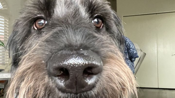 Fundraiser by Christina Lyons : I'm Walking 30 Miles with My Dog