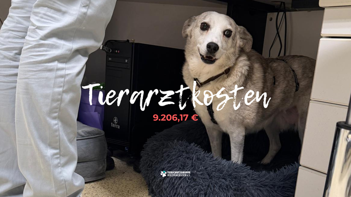 Dringende Tierarztkosten campaign photo, 1 of 7