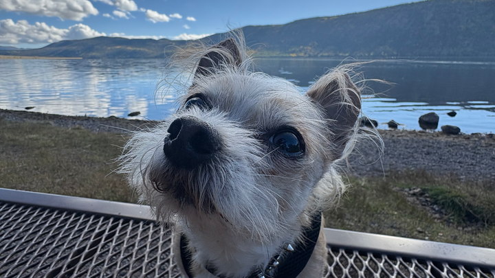 Honoring Bandit: Help with Final Vet Bills campaign photo, 1 of 8