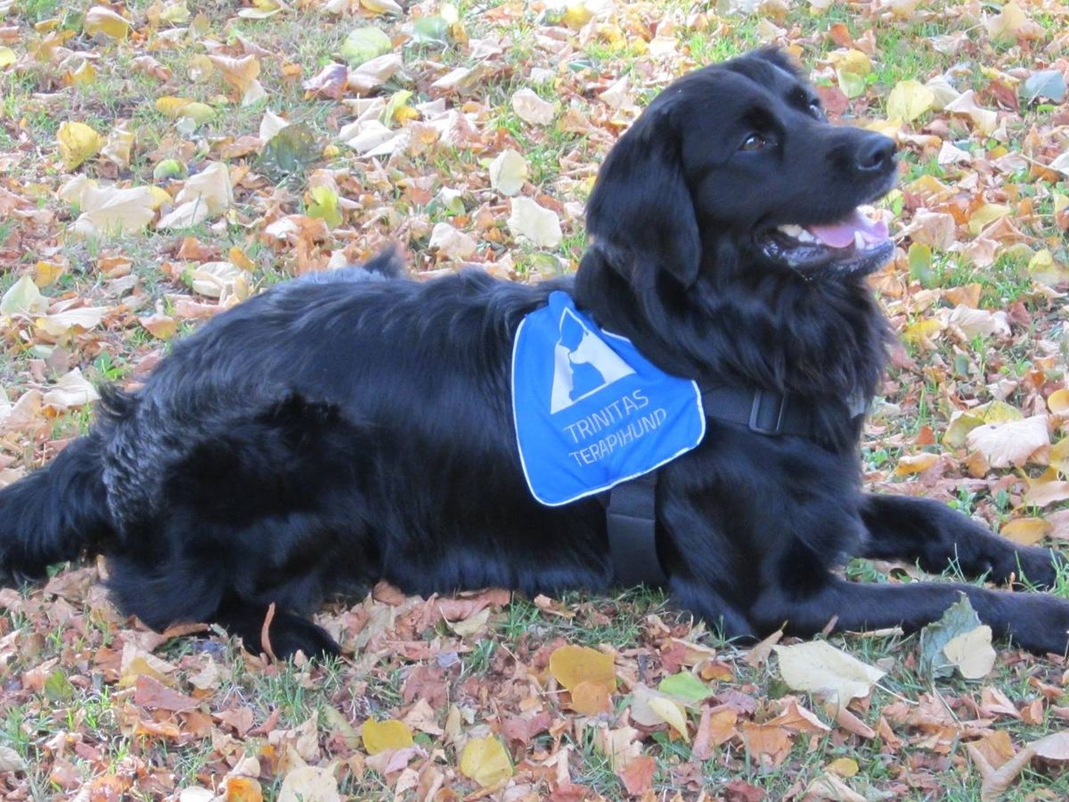 Fundraiser’s main image