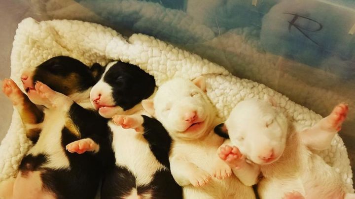 Main fundraiser photo