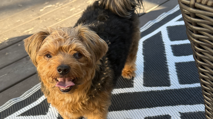 Help save Milo! campaign photo, 1 of 7