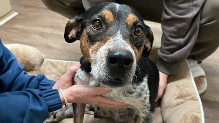 Help Maya Heal and Care for Her Puppies campaign photo, 1 of 8