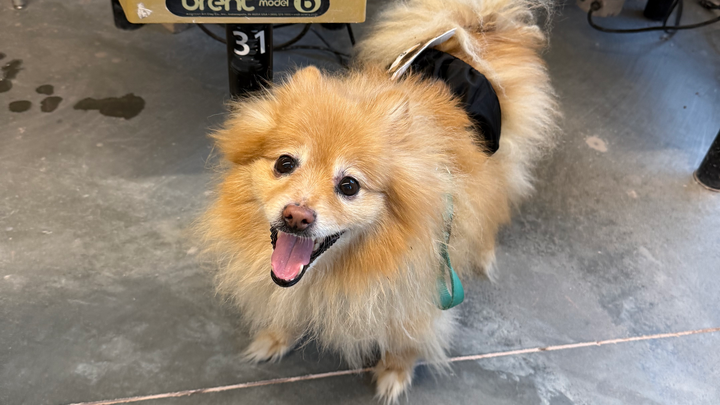 Help Charlie Breathe Again: Urgent Surgery Needed campaign photo, 1 of 8