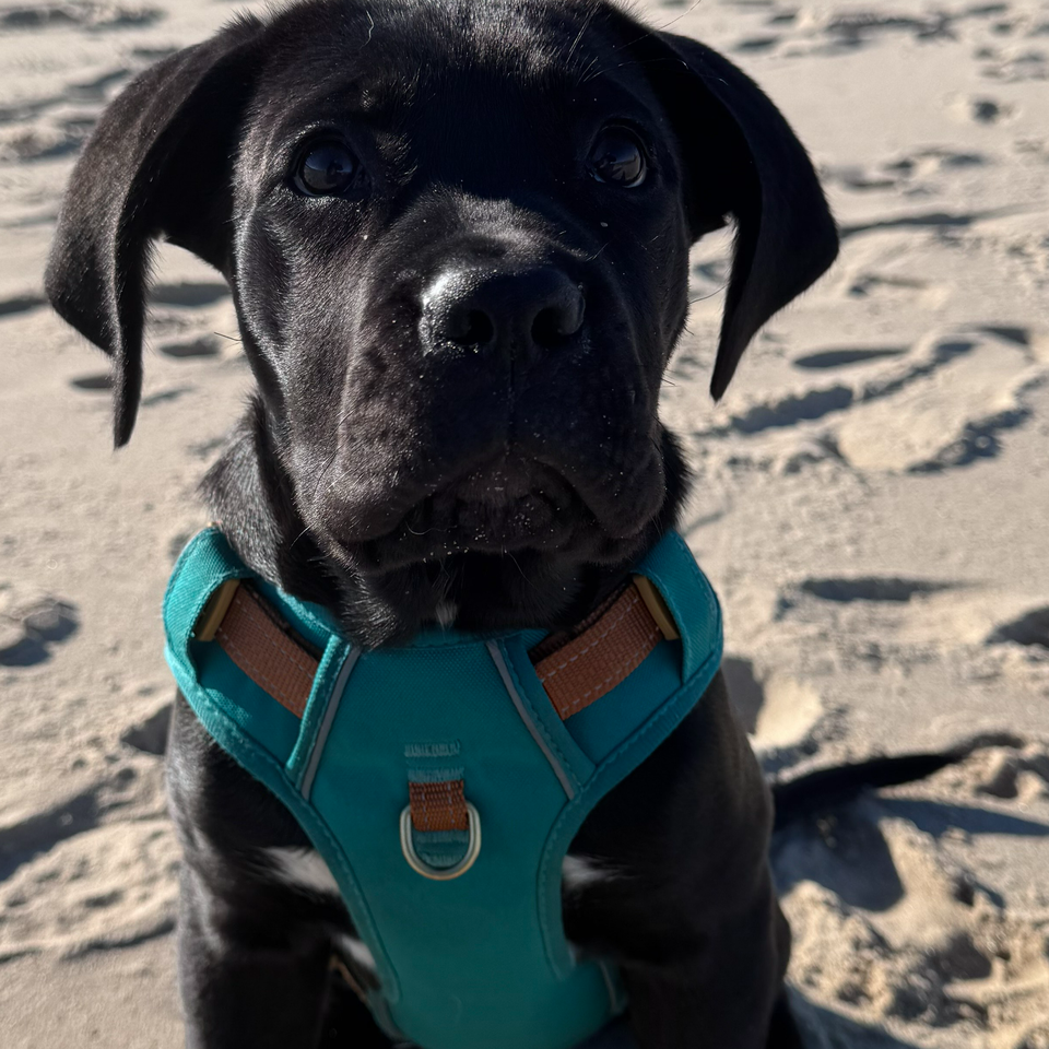 Dream Yard – building a safe training space for dogs in need