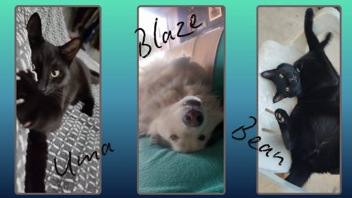 Help Relocate My Babies From South Africa To The USA campaign photo, 1 of 8