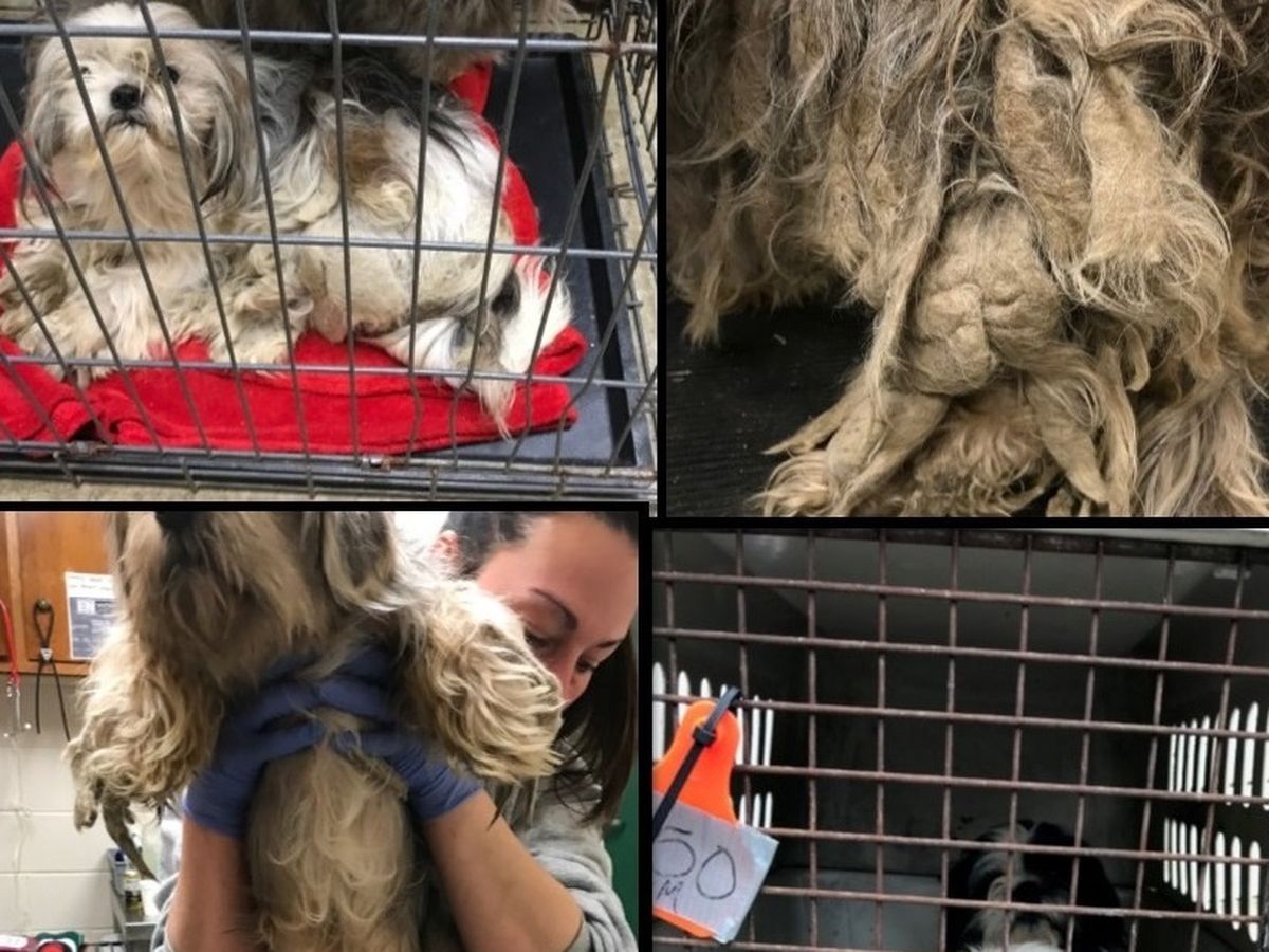 Shih-Tzu Hoarding Case Anderson IN campaign photo, 1 of 2