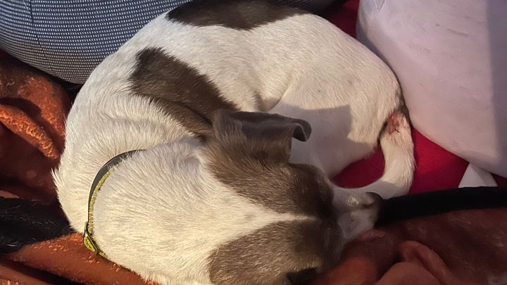 Help Sheri Honor Max’s Memory campaign photo, 1 of 5