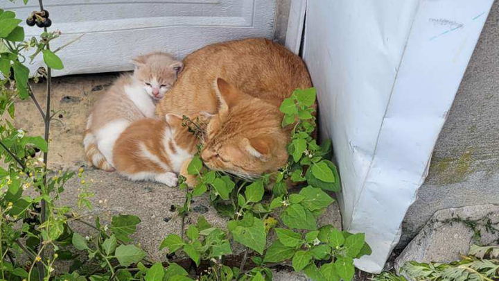 Help Rescue and Care for Rockaway Strays campaign photo, 1 of 7
