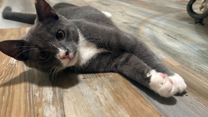 Rambo's Emergency Vet Care campaign photo, 1 of 8