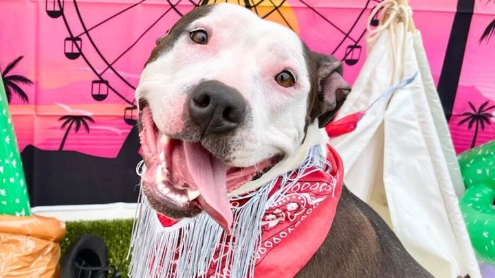 Support Chase's Journey to her Forever Home campaign photo, 1 of 4