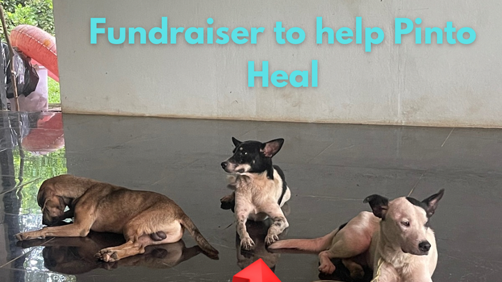 Main fundraiser photo