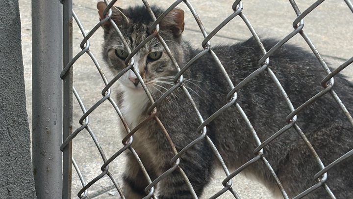 Save Steve's Paw: Donate for Surgery campaign photo, 1 of 4