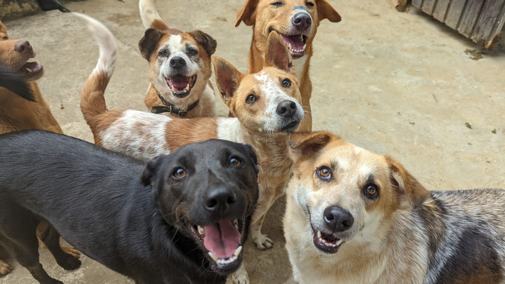 Help Us Build a New Home fot the STreet Dogs of Ella campaign photo, 1 of 7
