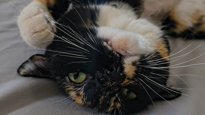 Help Save Injured Calico Cat campaign photo, 1 of 7