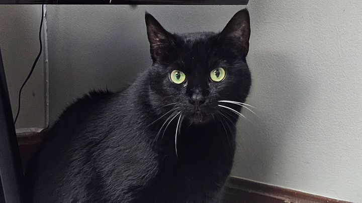 Shadow Needs Life-Saving Surgery—Please Help campaign photo, 1 of 8