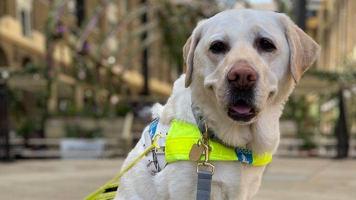 Name a Guide Dog puppy Kika campaign photo, 1 of 3