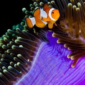 The Aquarium Connection