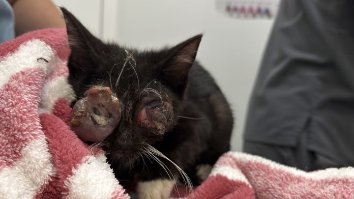 Help Blind Kittens Onyx, Ruby & Jade Get Surgery campaign photo, 1 of 8