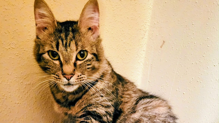 Help Bitty Get Spayed and Stay Healthy campaign photo, 1 of 5